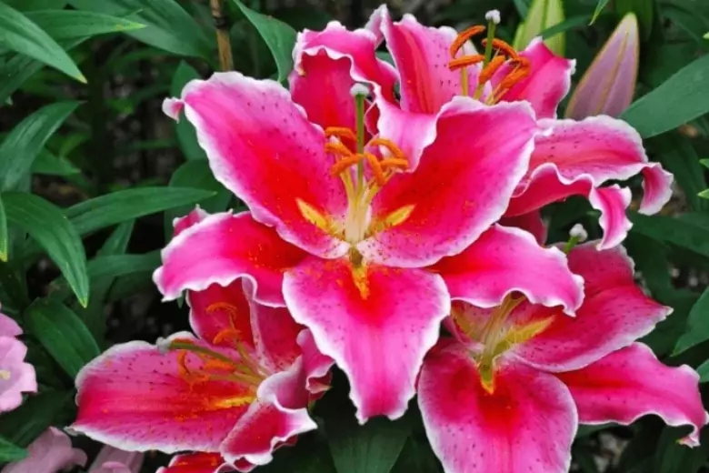 Эксперты: Лилии обильно цветут все лето, если подкормить их фосфором в июне