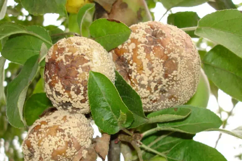 Эксперты рассказали, как защитить яблоню и грушу от плодовой гнили