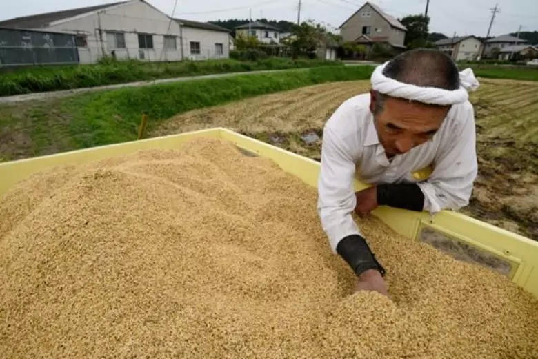 Японская пшеничная. Японский фермер. Пшеница в Японии. Фермеры в Японии. Рис в Японии.