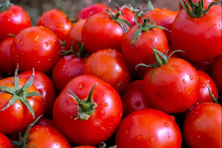 Почему помидоры созревают неравномерно, как исправить ситуацию