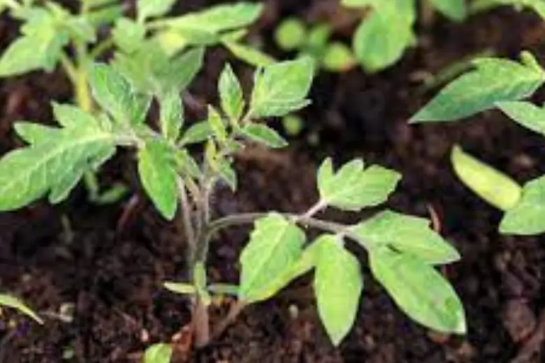 Агрономические приемы выращивания рассады томата для крепкого куста и богатого урожая