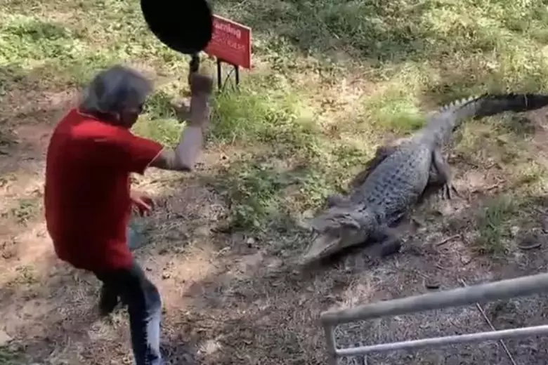 В Австралии мужчина прогнал крокодила сковородой