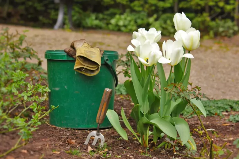 Отцвели тюльпаны: дачные эксперты рассказали, как ухаживать за цветами дальше