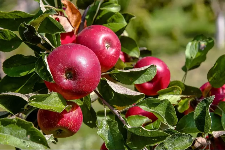 Обычно потребность в размножении яблони возникает, когда приходится расставаться с полюбившимися сортами по причине их старения или серьезной болезни.
