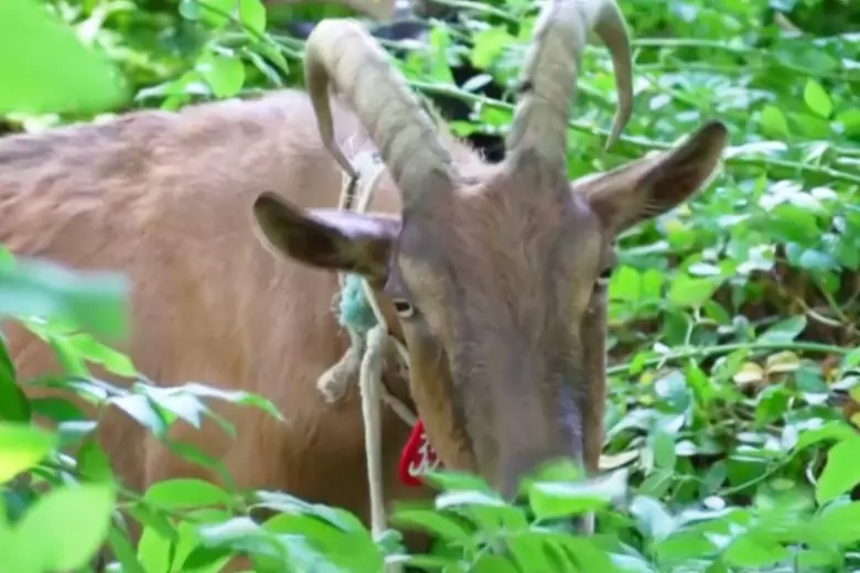 В парк Нью-Йорка выпустили коз, чтобы навели порядок с инвазивными сорняками