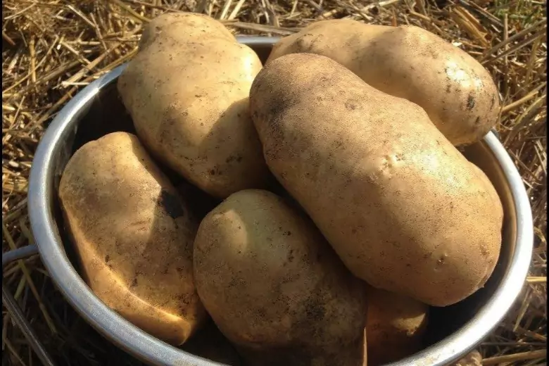 Огородники рассказали, как получать только крупный урожай картофеля
