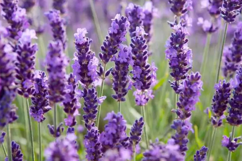Лаванда – популярный у дачников красивый многолетний кустарник, радующий нежными фиолетовыми цветами.