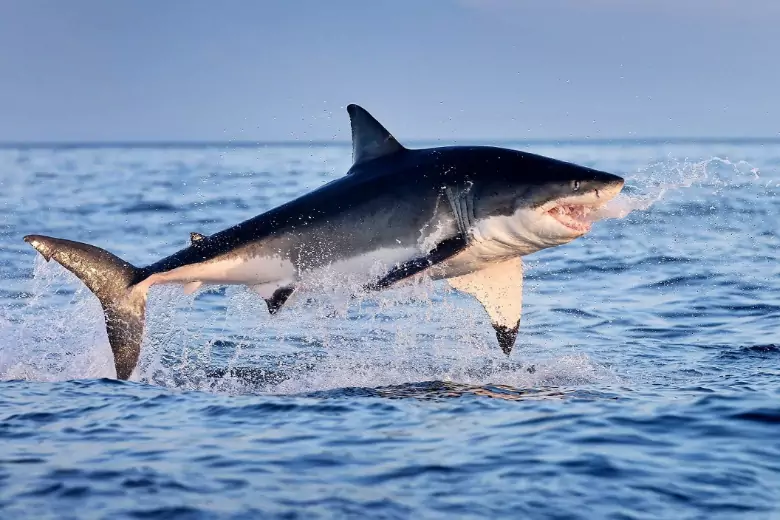 Акула убила туристку из Австрии на египетском курорте Хургада