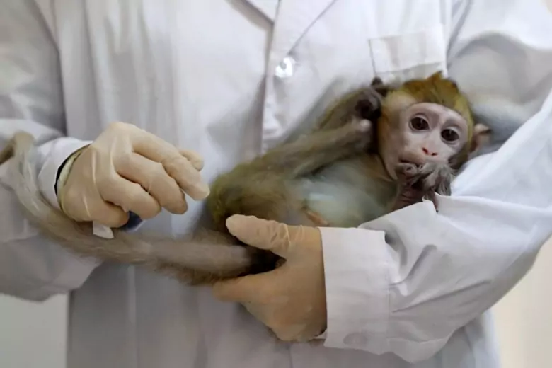 ВОЗ: существует высокий риск появления оспы обезьян в России
