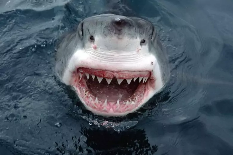 В Хургаде в результате нападения акулы скончалась туристка из Австрии