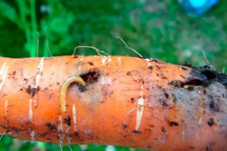 Бывалые садоводы поделились опытом борьбы с проволочником на моркови