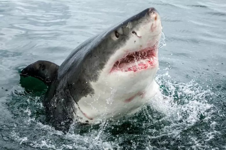 На курорте Хургады акула вновь убила женщину