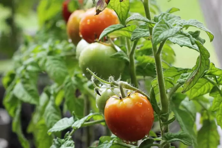 Фермеры поделились лайфхаками для шикарного урожая помидоров