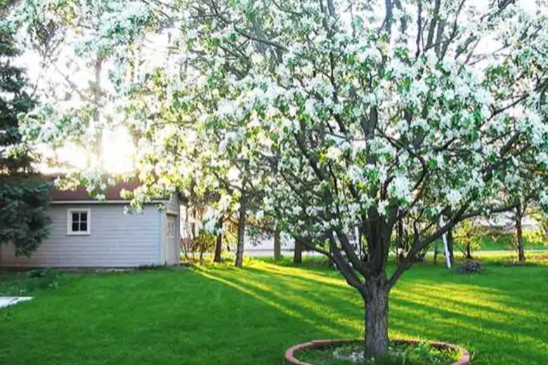 Шикарное плодовое дерево возле дома украшает участок, дает приятную тень летом и радует урожаем, но есть неприятные моменты, которые надо учитывать.