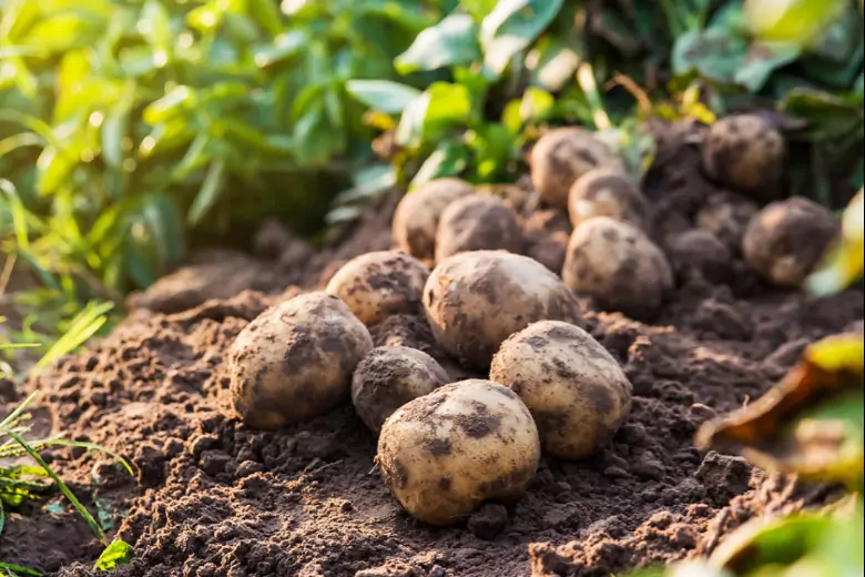 Картошки много не бывает, чем больше урожай, тем лучше, запасы овощей будут кормить нас холодной зимой.