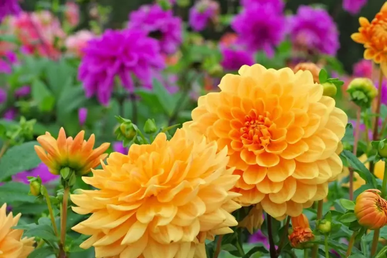 Большие цветки георгинов самых разных форм и окраски становятся главным украшением сада во второй половине лета и радуют своей неповторимой красотой вплоть до заморозков.