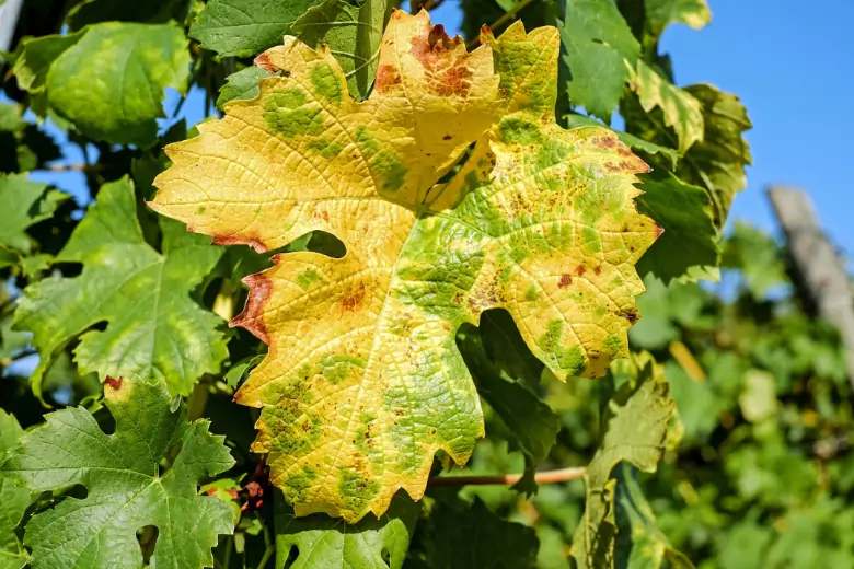 Почему желтеют листья у винограда и что с этим делать