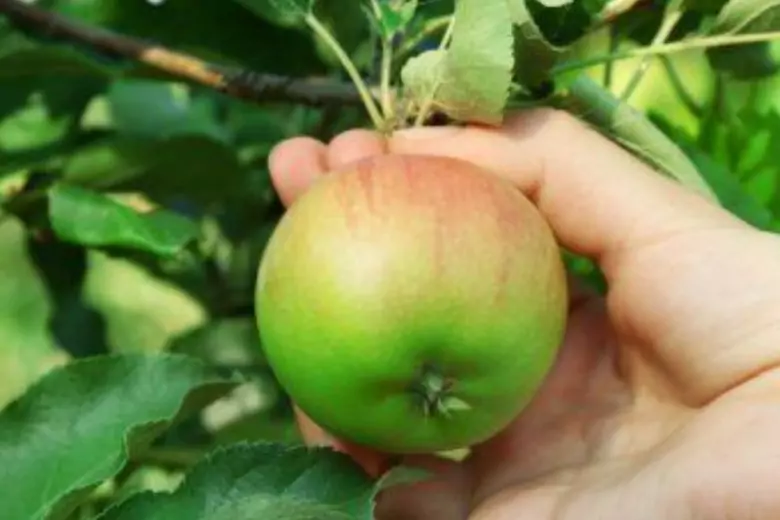 Яблоки нужно снимать в свое время, учитывая сроки созревания конкретного сорта, очень ранняя уборка чревата незрелыми плодами, а поздняя - помешает его хранению.