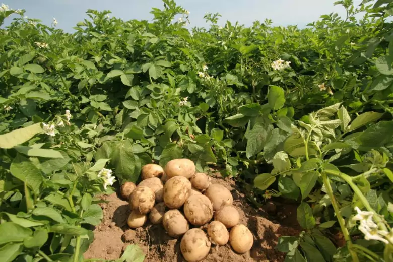 Картофель забирает из грунта много питательных веществ, поэтому почва после сбора урожая нуждается в восстановлении.