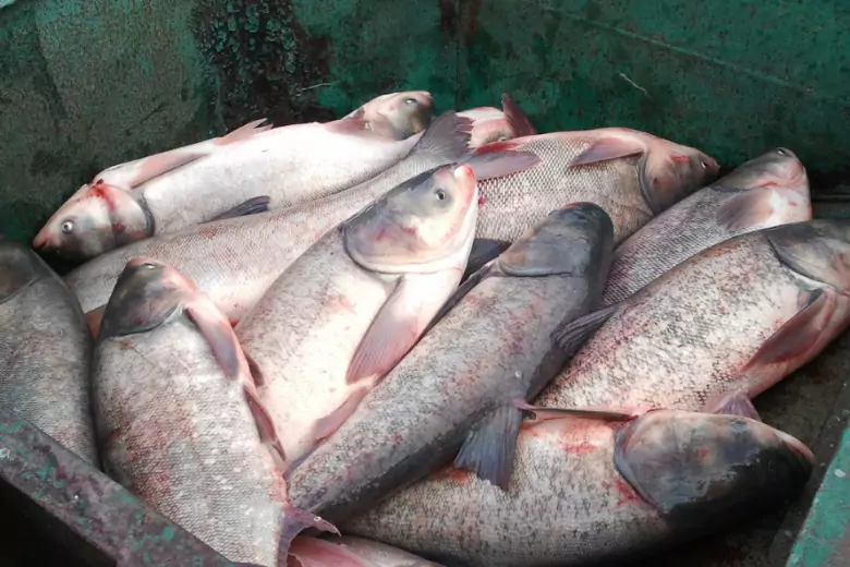 Какие три сорта рыбы считаются санитарами водоемов, а мы их ловим и с удовольствием едим