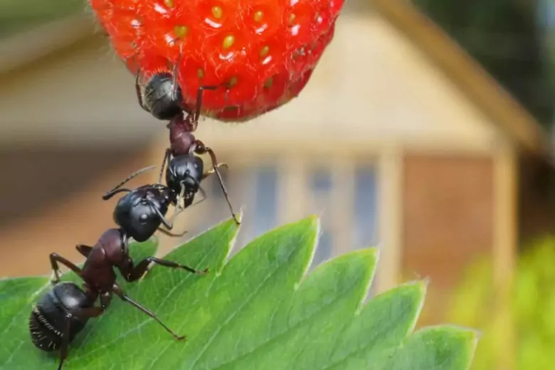 Быстрый, экологичный и копеечный способ убрать муравьев с участка