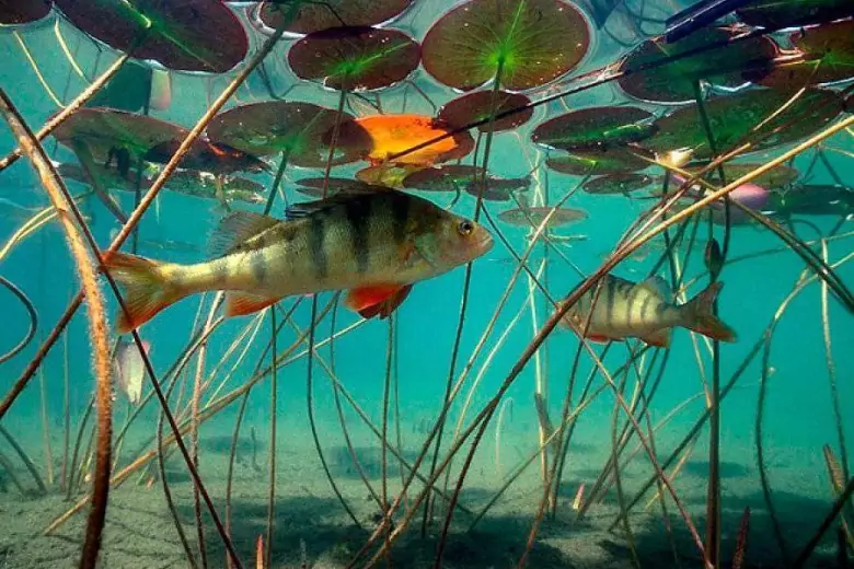 Непревзойдённым лидером среди речных и озёрных рыб, является голомянка. Жира в ней 35%, что делает её практически прозрачной.