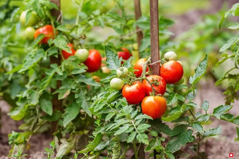 Огородники рассказали, как ускорить созревание томатов