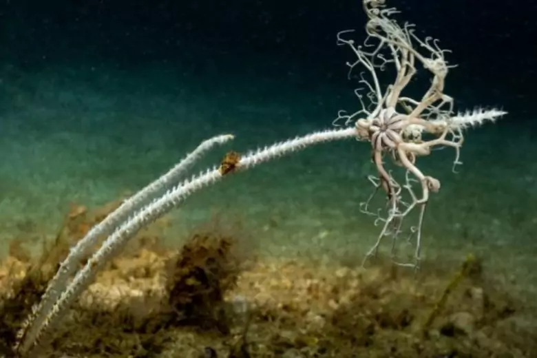 Ученые обнаружили триггер провоцирующий массовое вымирание подводной жизни