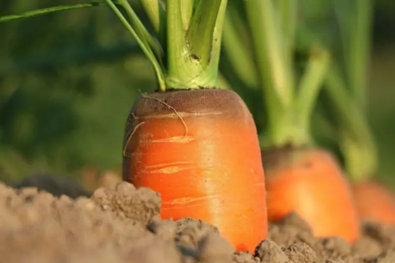 Агрономы рассказали, чем нужно подкармливать морковь в августе