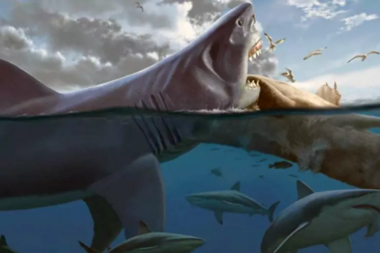 Новое исследование, опубликованное в Science Advances, показывает, что на Земле жили 16-метровые акулы