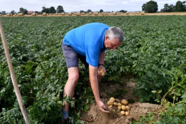 Во Франции «катастрофический» урожай картофеля, потери 1,5 млн тонн