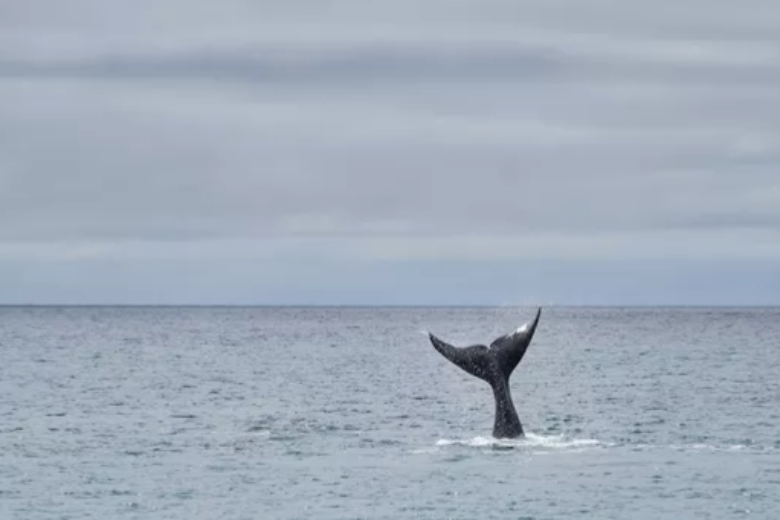Инцидент беспокоит ученых, которые, регистрируют в этом году рекордное присутствие китообразных за последние 50 лет.