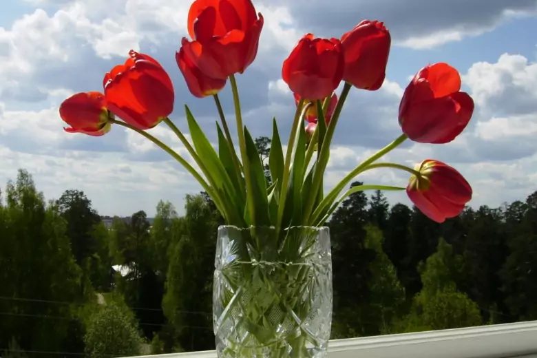 Тюльпаны – красивые, весенние цветы, напоминающие нам о приходе весны, тепла и солнца. Кроме этого, такой вид цветка отличается нежностью, утонченностью и прихотливостью в уходе.