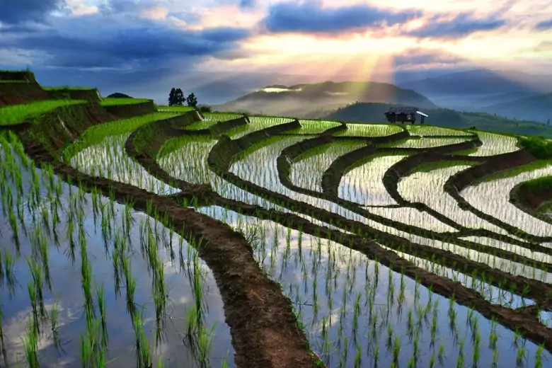 Даже далекий от сельского хозяйства человек наверняка вспомнит, что рис выращивают особым образом.