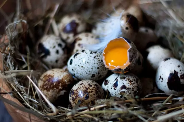 Эксперты рассказали о пользе перепелиных яиц