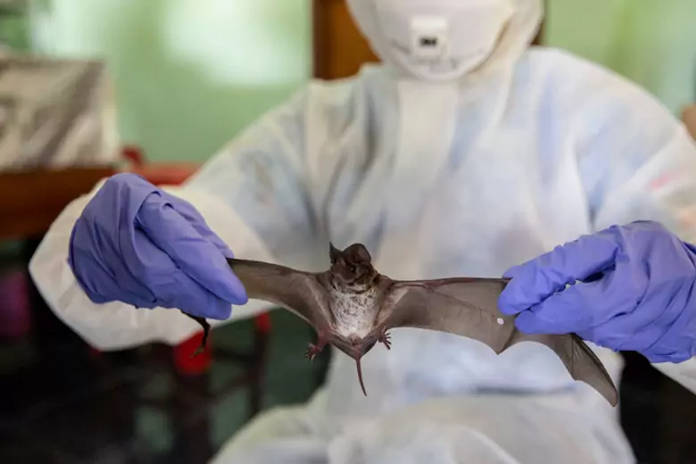 В Китае у летучих мышей нашли пять опасных для человека вирусов