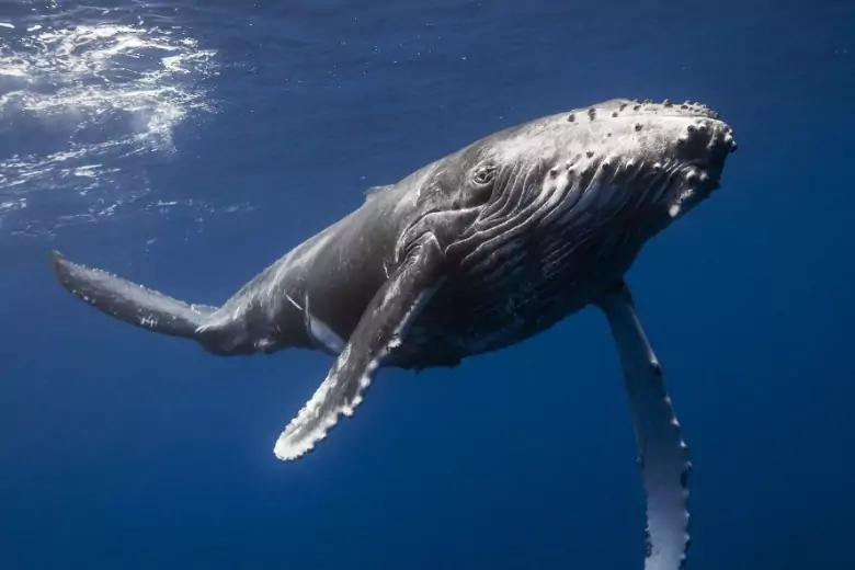 Если кит проглотит человека и он успешно минует острые зубы животного, дальше жертва попадет прямиком в горло гиганта.