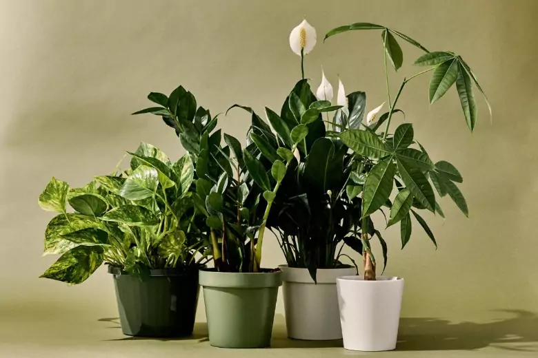 Комнатные растения могут быть опасны для жизни