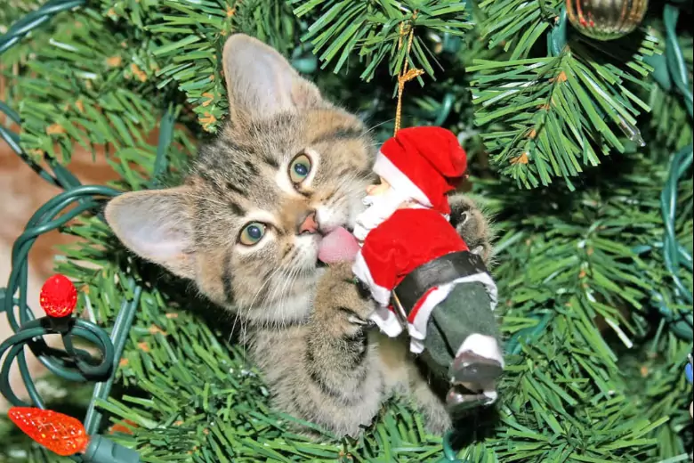 Ваша кошка получает удовольствие, играя на вашей елке и сбивая украшения, но сохранить красивую елку для празднования конца года можно, даже если дома есть кошка.