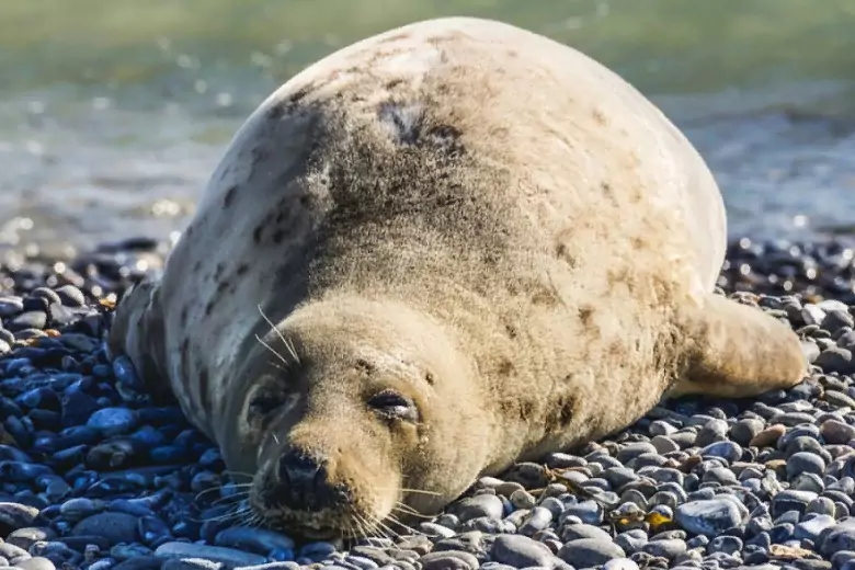 Число погибших тюленей на каспийском побережье в Дагестане возросло до 1700