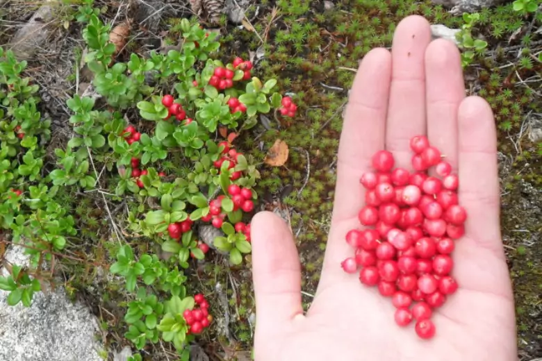 Брусника продукты. Ягода бессмертия.