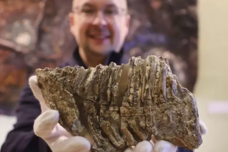 В Музее естественной истории в Гере впервые после реставрации выставлены зубы нескольких мамонтов ледникового периода.