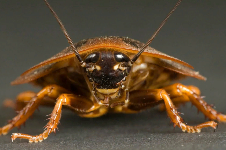 Тараканы - настоящие супергерои в мире насекомых