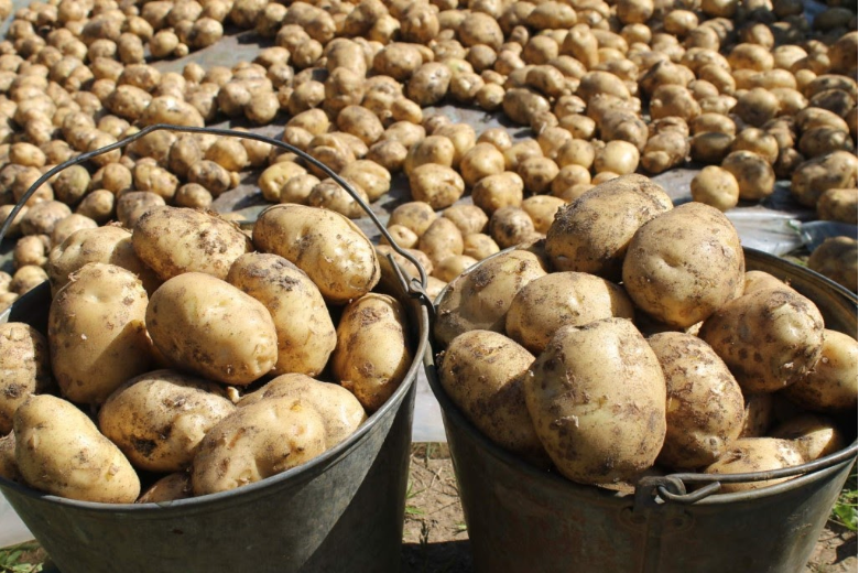 Опытные дачники рассказали, как с помощью соли добиться большого урожая картофеля