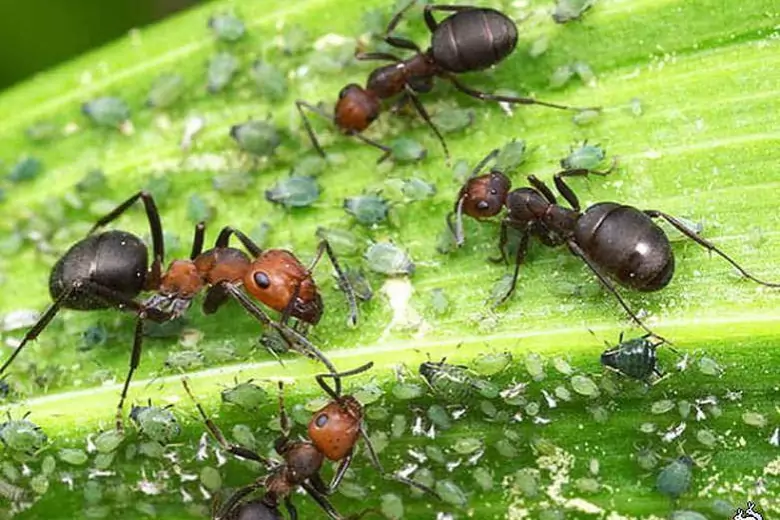 Муравьи — широко известные насекомые, которые могут похвастаться достаточно развитым интеллектом.