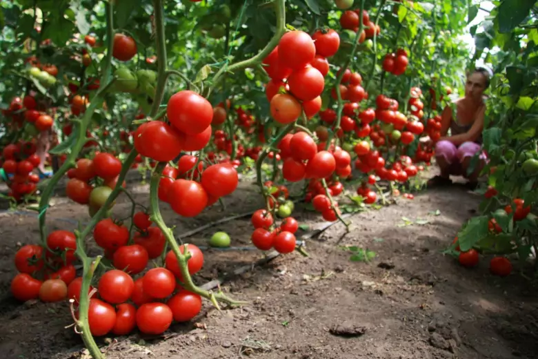 У каждого дачника есть любимые гибриды и сорта томатов, которые они постоянно сажают на своих приусадебных участках.