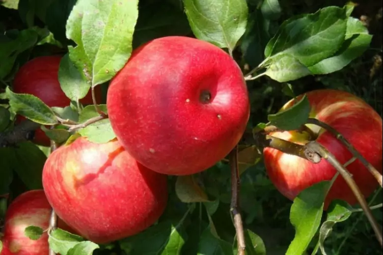 Пять самых лучших яблонь белорусской селекции, рекомендованных Институтом плодоводства