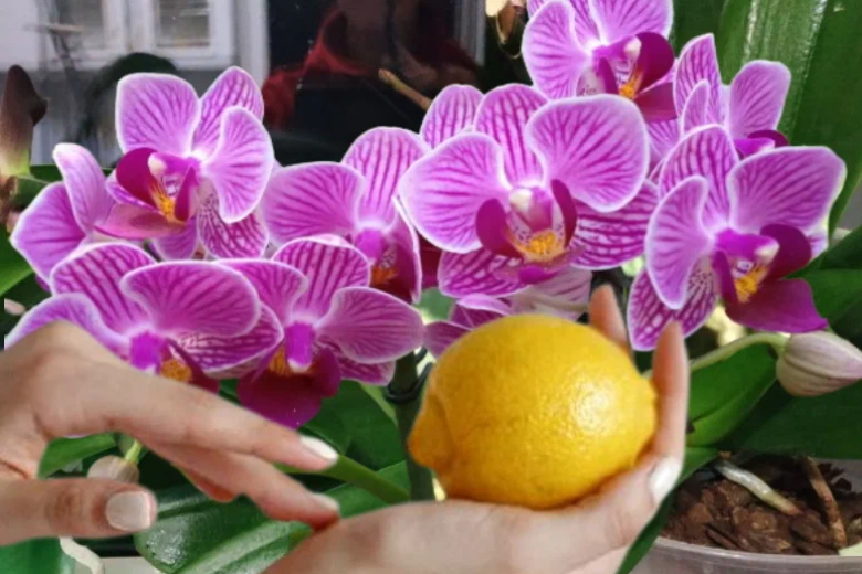 Орхидея любит лимон: составы на основе цитрусового укрепляют здоровье  и обеспечивают пышное цветение растения