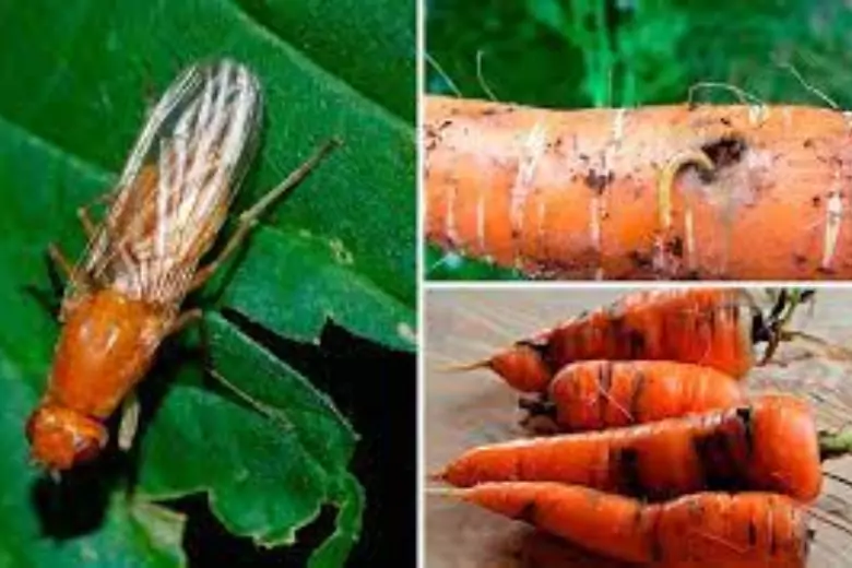 Понятно, что вредитель поражает морковь. Откладывание насекомым яиц в земле делает повержностную обработку для нее нестрашной.