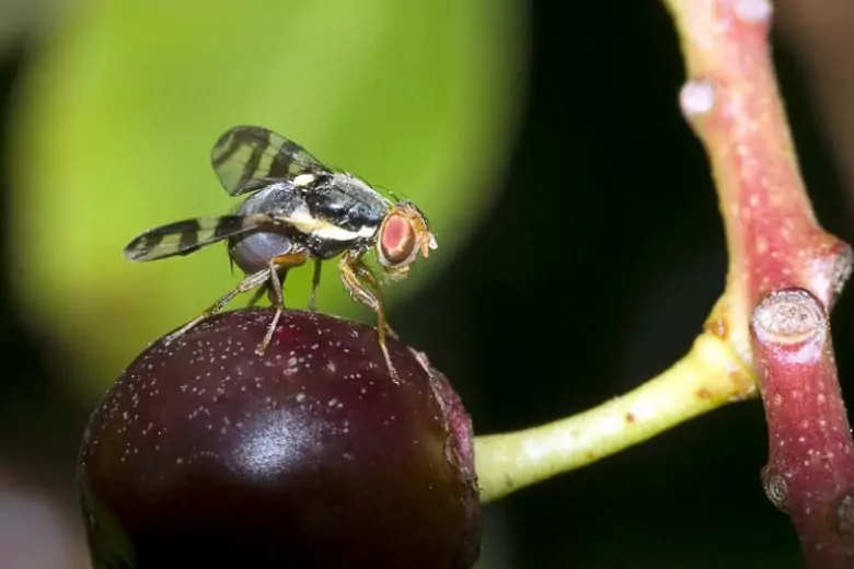 Борьба с вишневой мухой на черешне весной. Вишневая Муха Rhagoletis Cerasi. Rhagoletis cingulata. Вредители черешни Вишневая Муха.